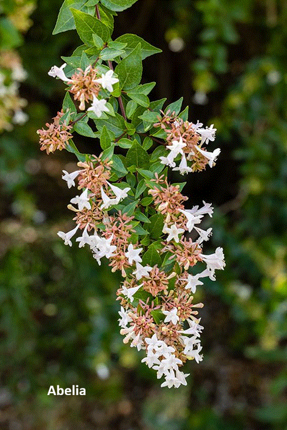 Abelia (70 cm)