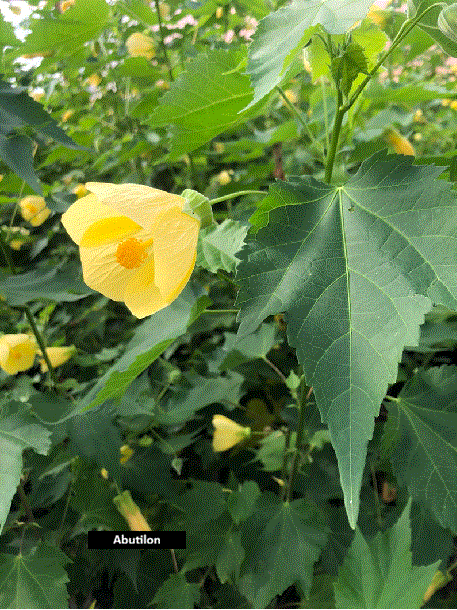 Abutil&oacute;n (40 cm)