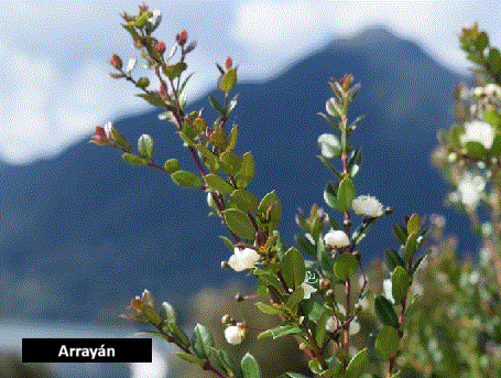 Array&aacute;n (30 cm)