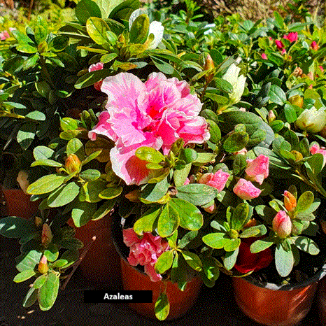 Azaleas (40 cm)