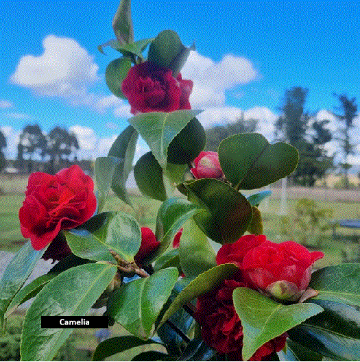 Camelia (30 cm)