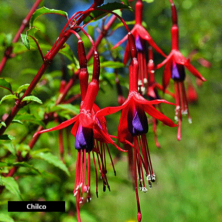 Chilco (25 cm)