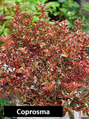 Coprosma Sunrise (25 cm)