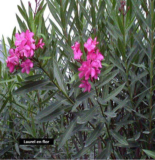 Laurel Flor (80 cm)