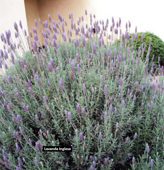 Lavanda (40 cm)