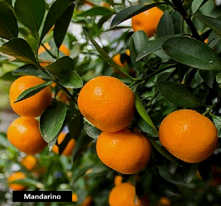 Mandarino (1,5 m)