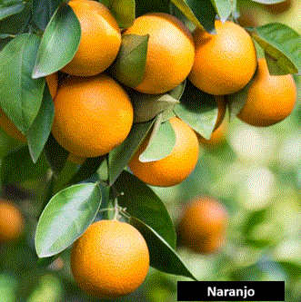 Naranjo (1,5 m)