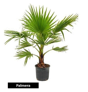 Palmera (40 cm)