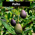 Paltos (1 m)