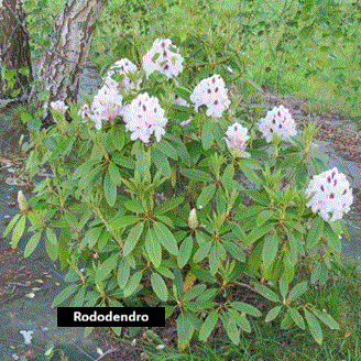 Rododendro (30 cm)