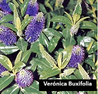 Ver&oacute;nica Buxifolia (30 cm)