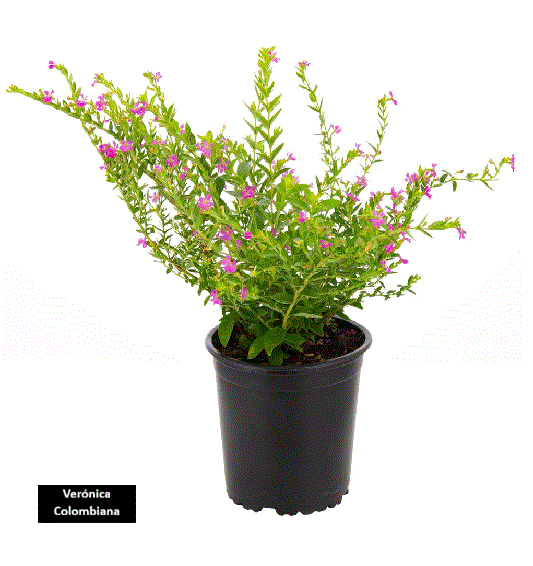 Ver&oacute;nica Colombiana (25 cm)