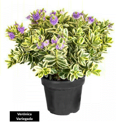 Ver&oacute;nica Variegada (30 cm)